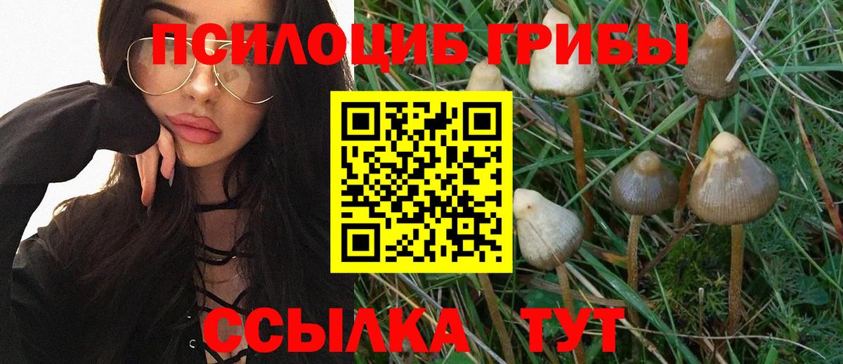 как найти наркотики  Галлюциногенные грибы Psilocybine cubensis  Вход с VPN  Магнитогорск 